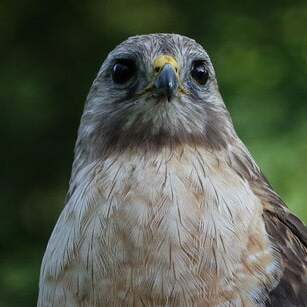 Fall Bird Walk with Dr. Andrew Laughlin - logo